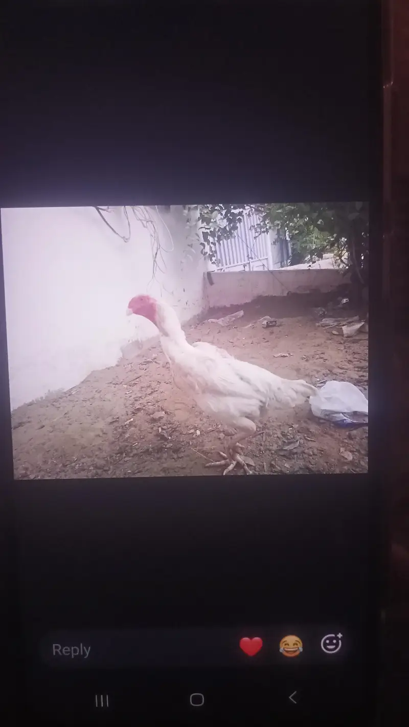 Egg lying hen — photo 2
