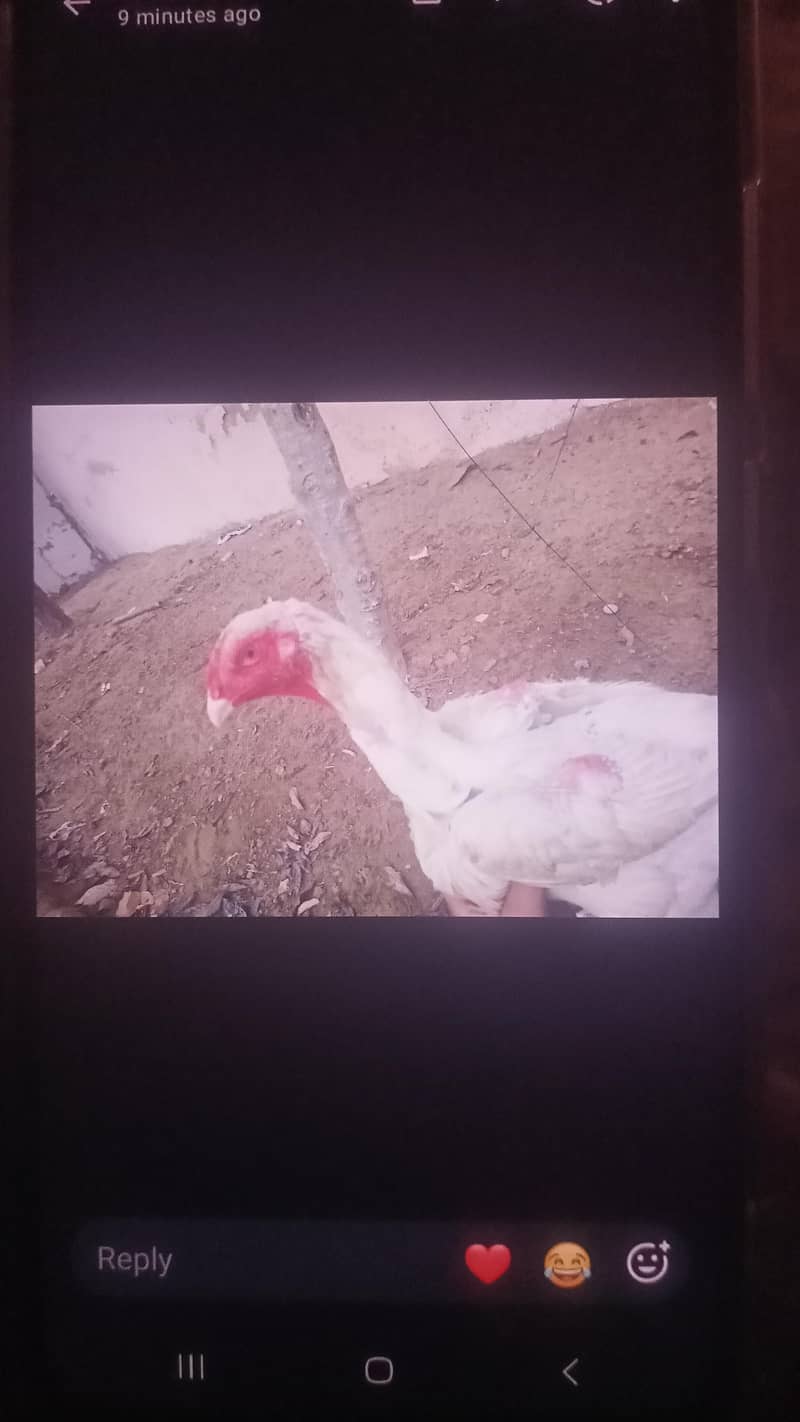Egg lying hen 2