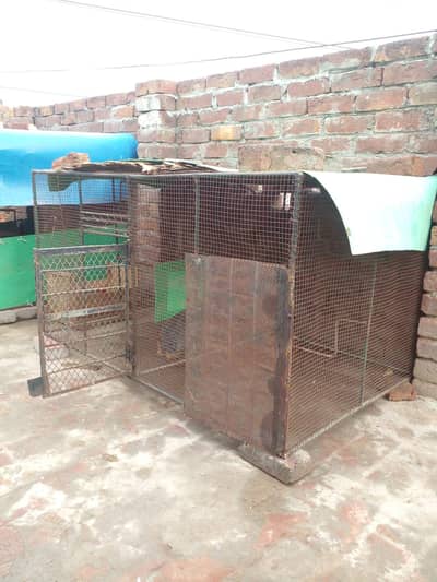 good aseel chicks and heavy iron cage for sale