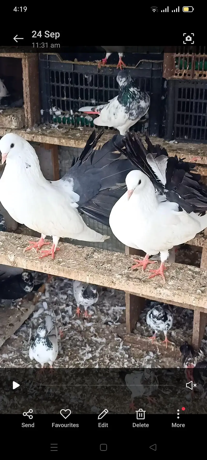 laka pair — photo 2