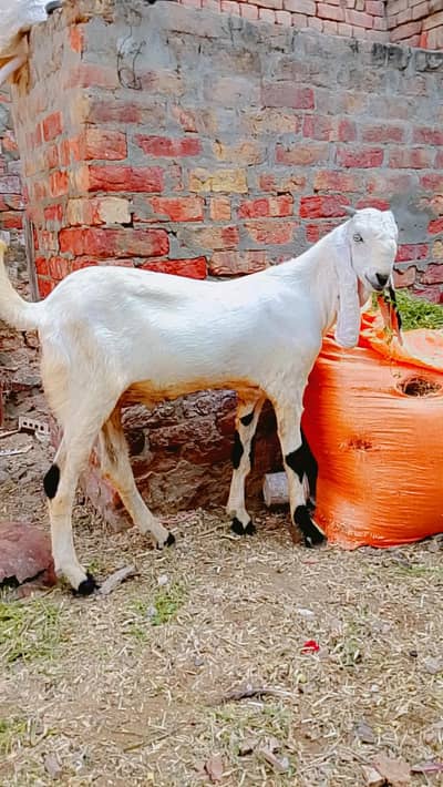 Rajan puri bkra qarbni 2027