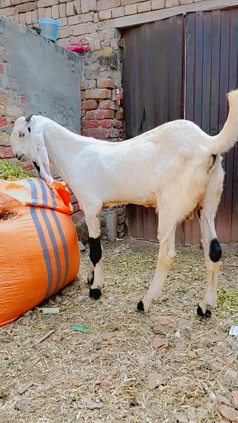 Rajan puri bkra qarbni 2027 — photo 2