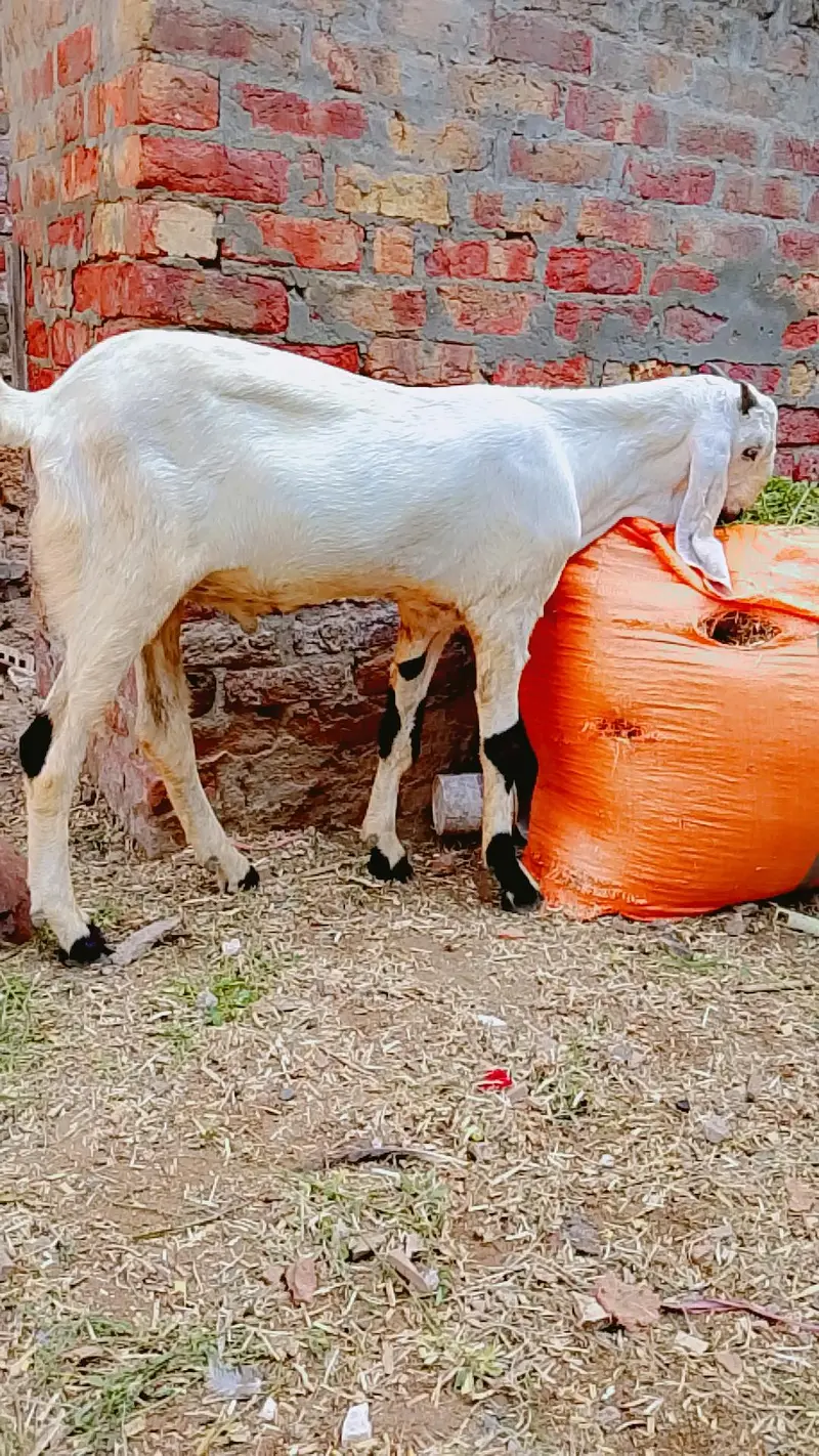 Rajan puri bkra qarbni 2027 — photo 3