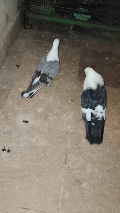 Mix karbalai for sale