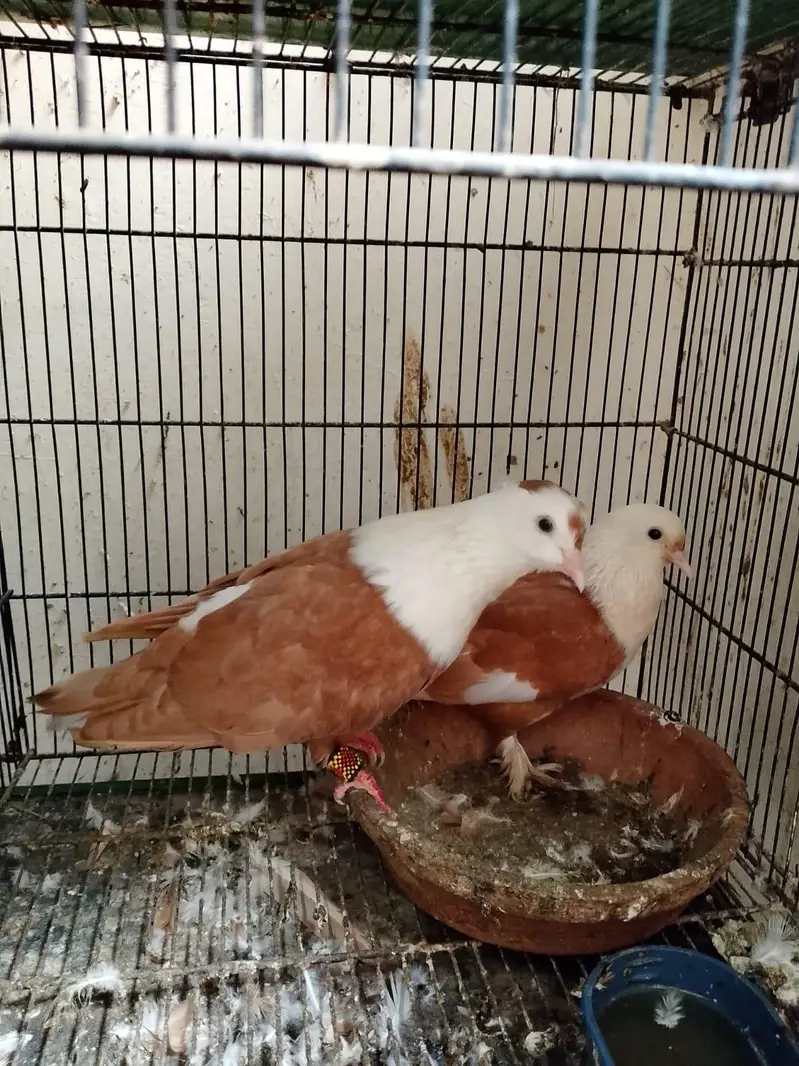 Mix karbalai for sale — photo 4