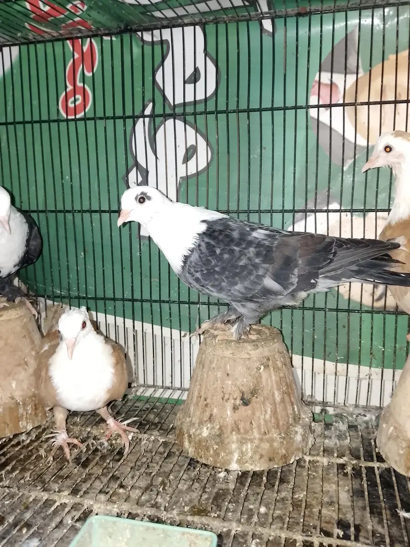 Mix karbalai for sale — photo 7