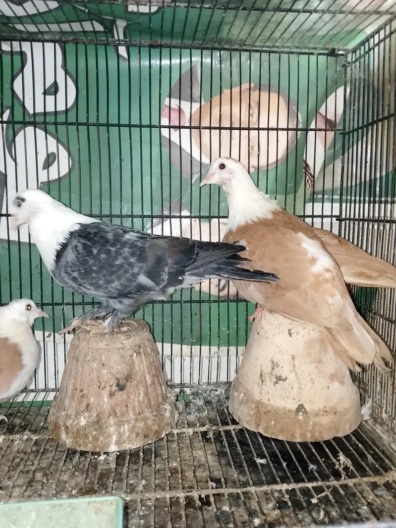 Mix karbalai for sale — photo 8