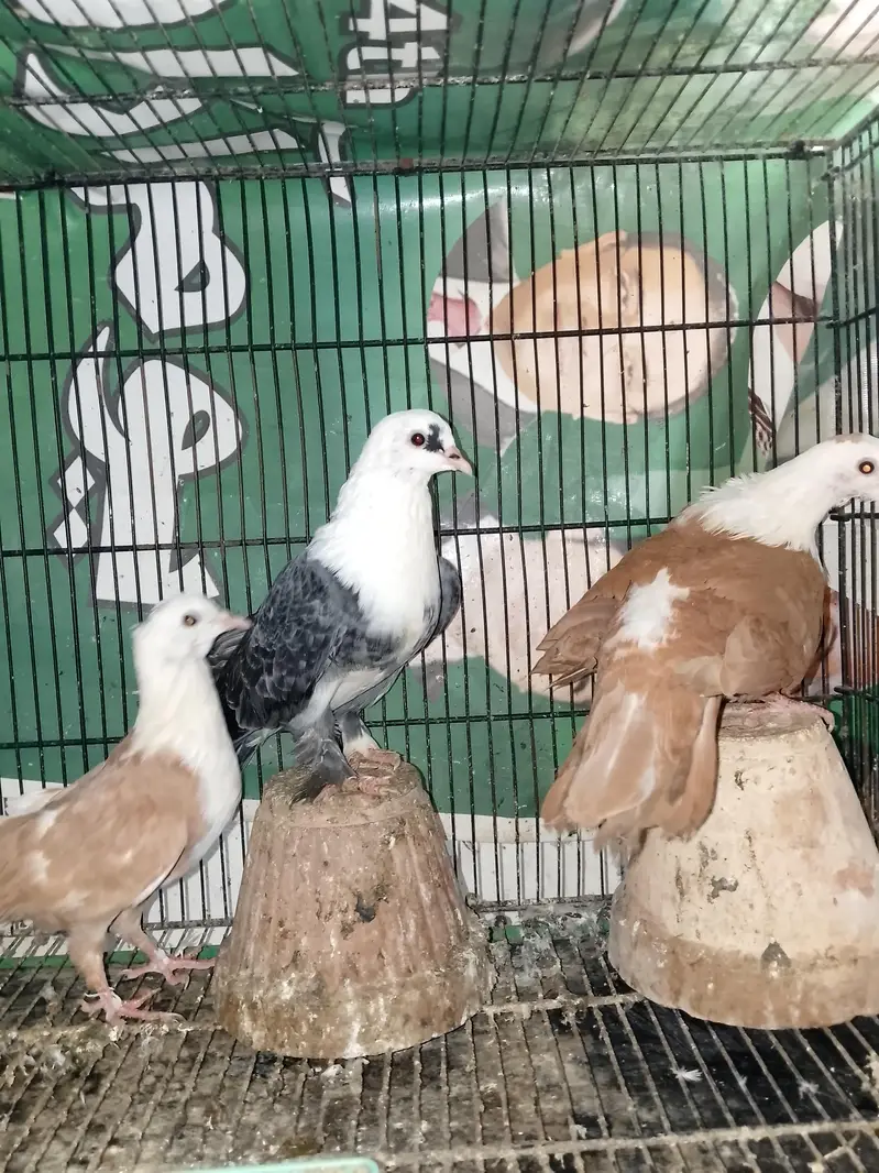 Mix karbalai for sale — photo 9
