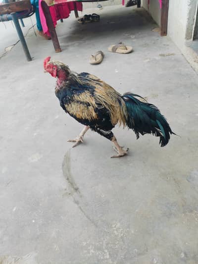 Ehsan