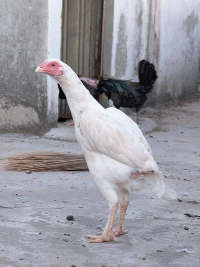Paper white quality Heera female for sell Whatsapp: 03159640025