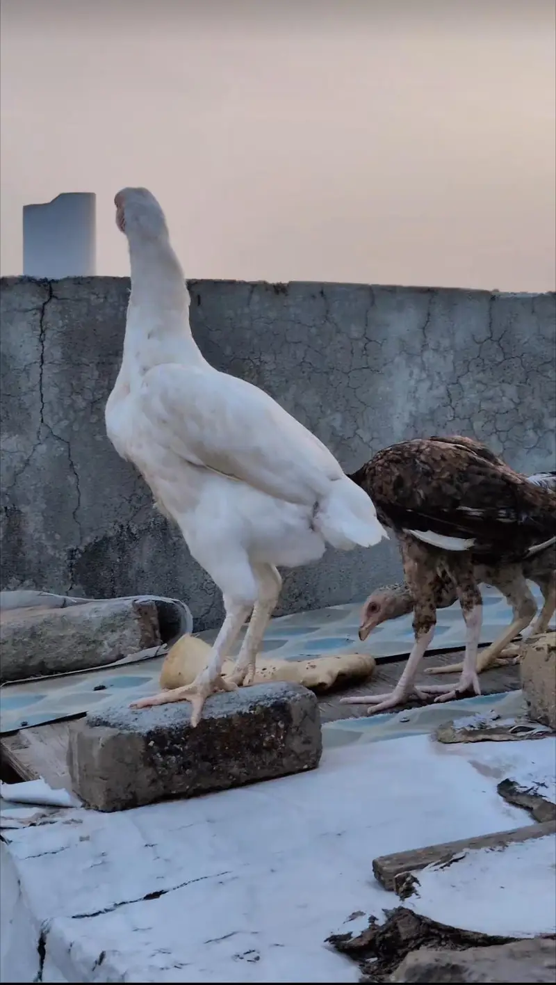 Paper white quality Heera female for sell Whatsapp: 03159640025 — photo 6