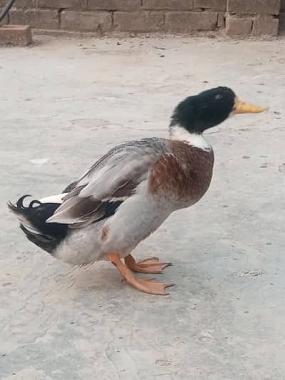 Duck Pair Male & Female