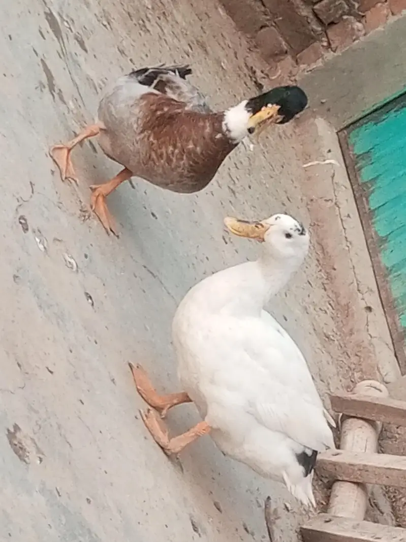Duck Pair Male & Female — photo 4