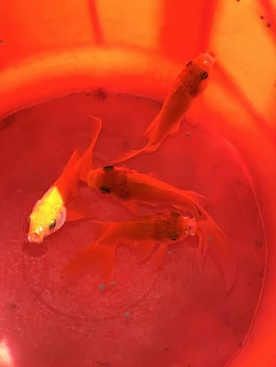 2 pair of beautiful goldfish  (grow krny wali hn)