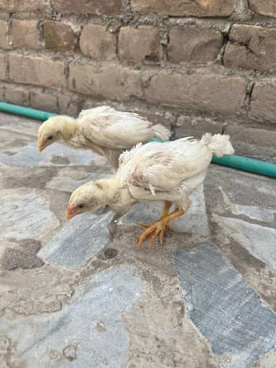 original shamo chick pair