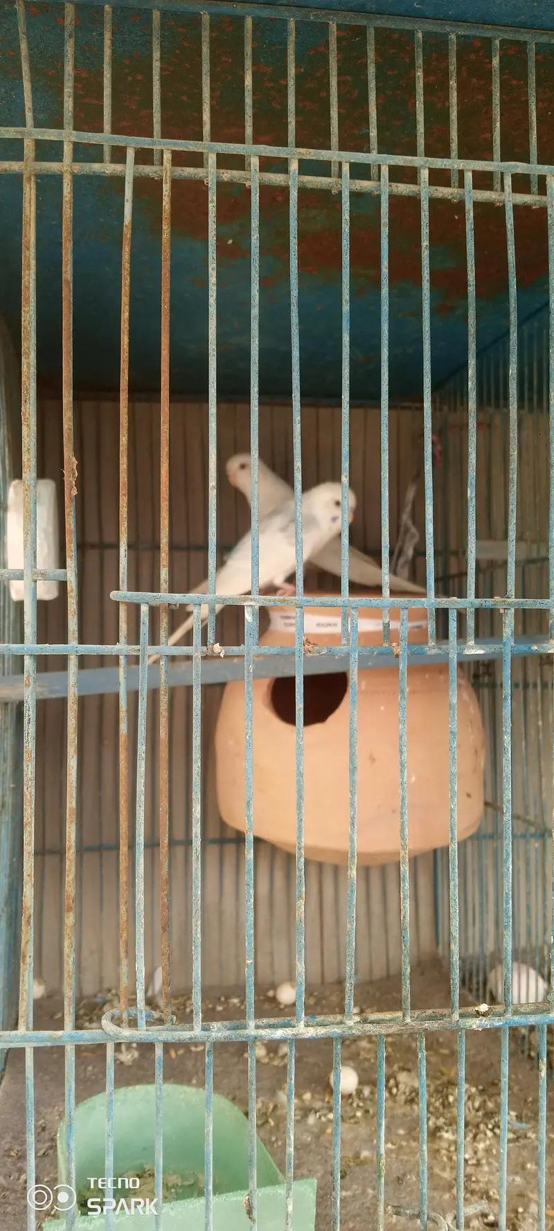 12 portion cage 3 pair budgies — photo 2