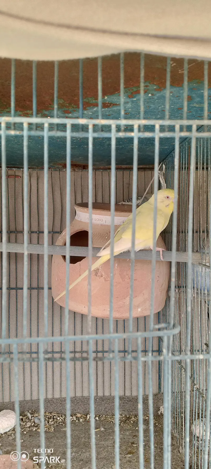 12 portion cage 3 pair budgies — photo 3