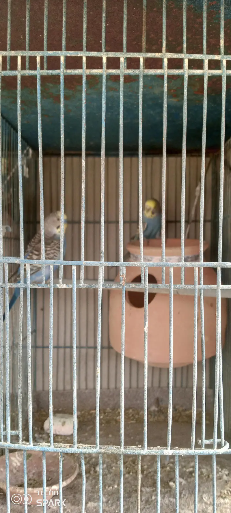 12 portion cage 3 pair budgies — photo 4
