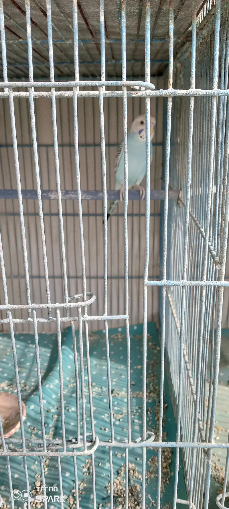 12 portion cage 3 pair budgies — photo 5