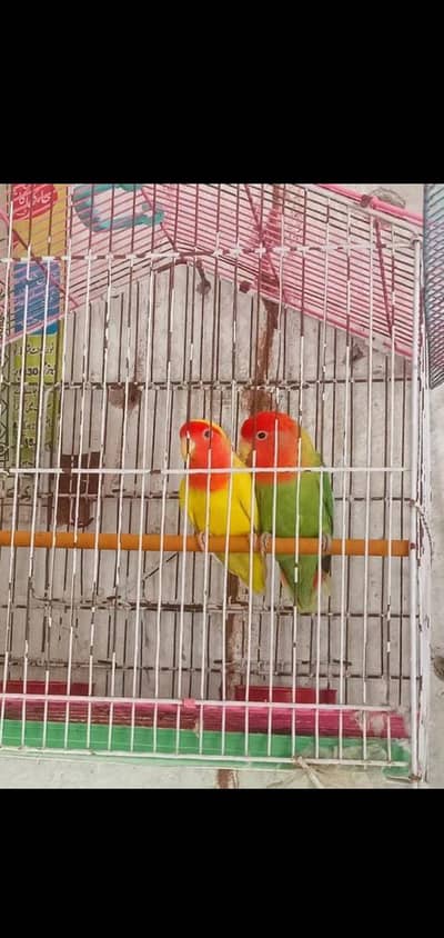 Breeder Male female available