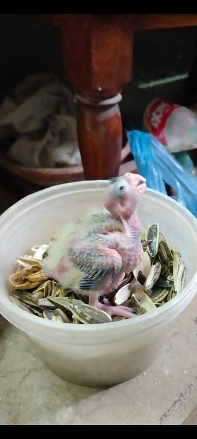 cocktail chick,,  budgies, chicks , hens ,red eye for sale parrots