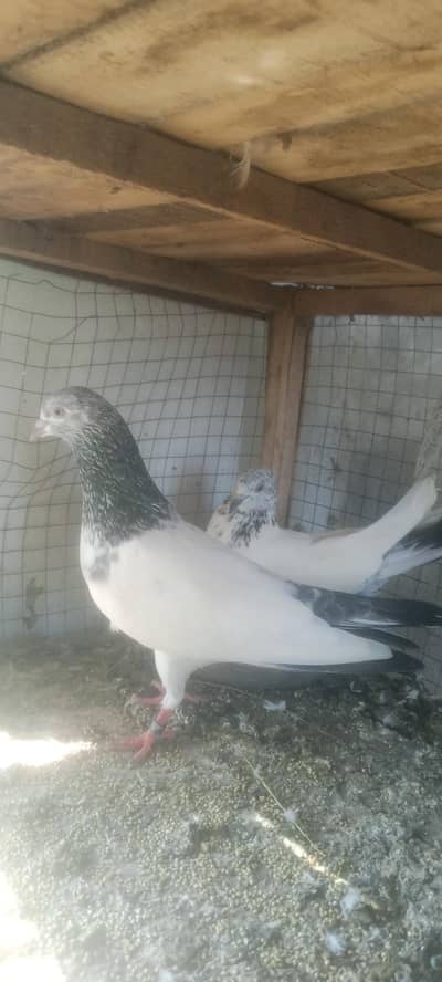 pigeon argent sale 3 pair.