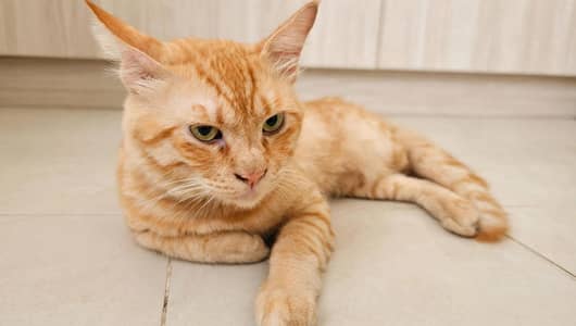 Ginger Semi persian Male cat Healthy and active