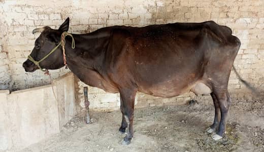 cow for sale sath female 7 din ki soie h