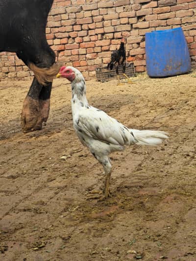 White Aseel