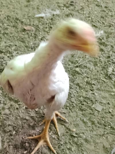 Shamo Chicks Healthy Pure Breed Chicks Available