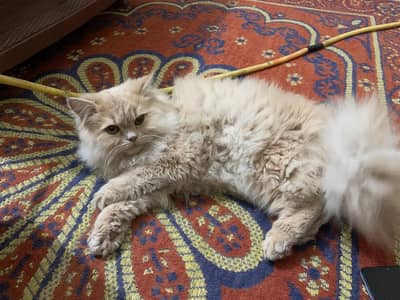 Beautiful Semi-Punch Persian Kitten / Cat – Long Hair & Fluffy