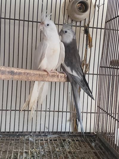 breeder pair for sale