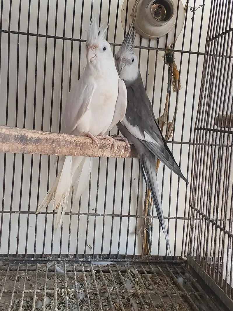 breeder pair for sale — photo 2