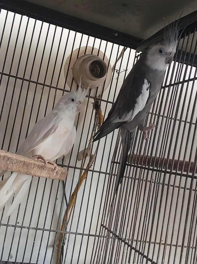 breeder pair for sale — photo 3