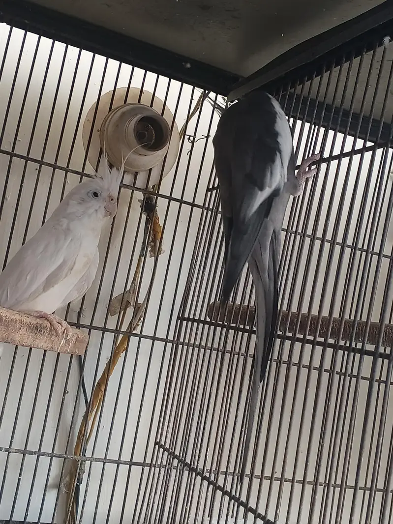 breeder pair for sale — photo 4