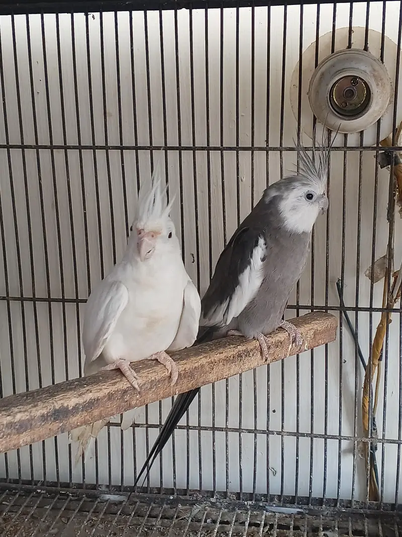 breeder pair for sale — photo 5
