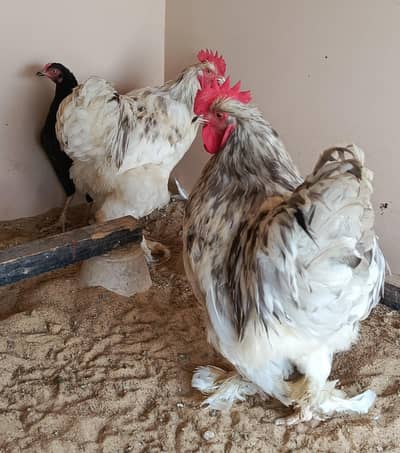 Purebred Blue Cochin Splash Roosters - Active & Ready for Breeding