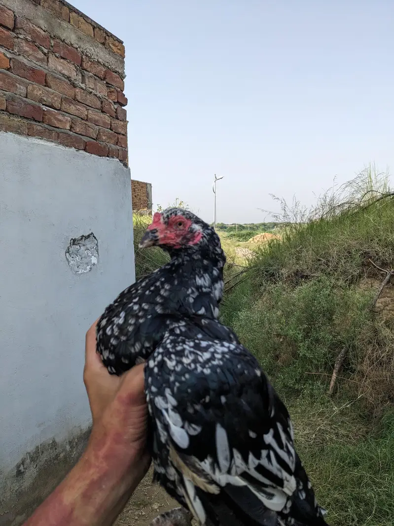 Aseel Amroha murghi — photo 3