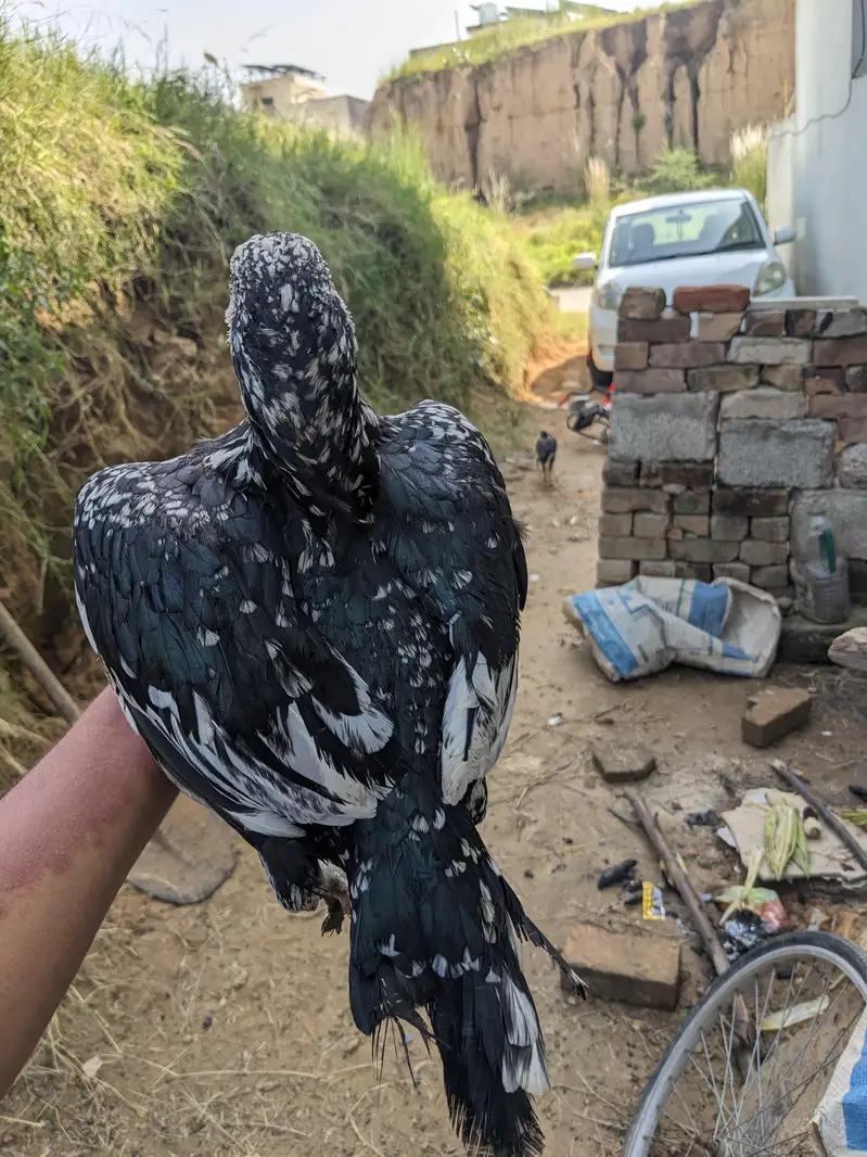 Aseel Amroha murghi — photo 4