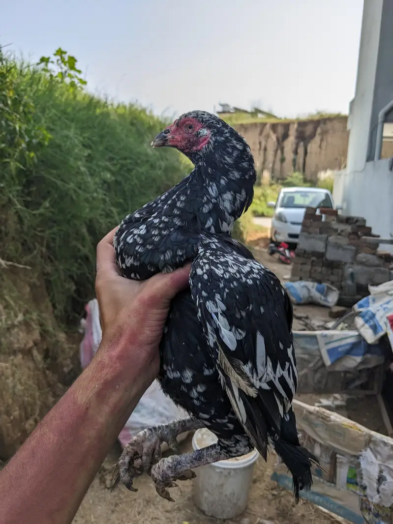 Aseel Amroha murghi — photo 5