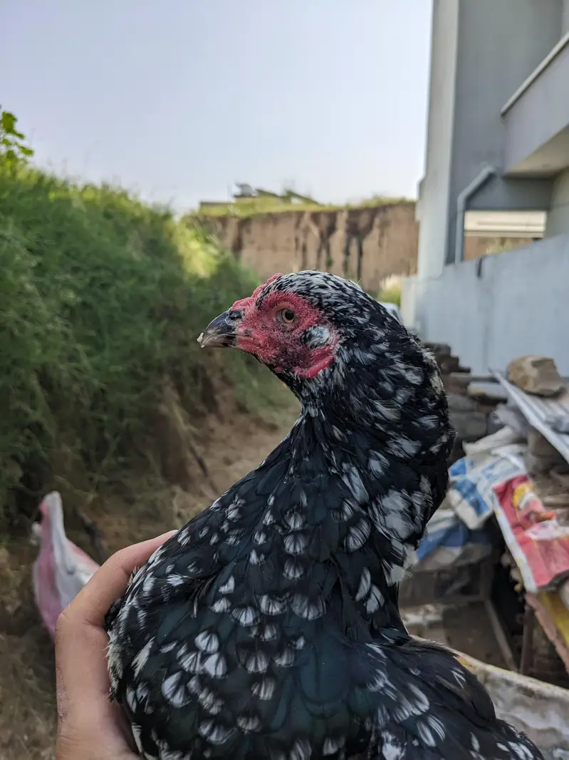 Aseel Amroha murghi — photo 6