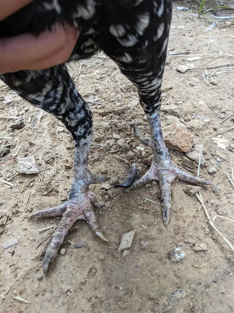Aseel Amroha murghi — photo 7