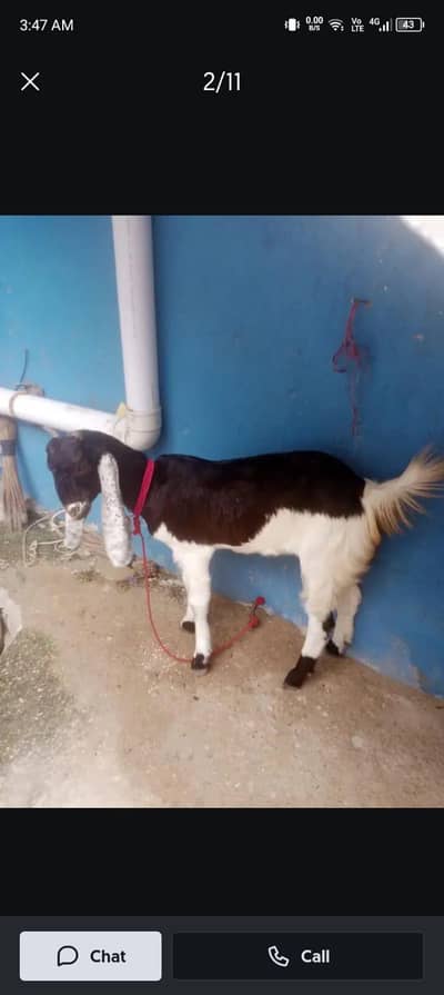 bakri for sel cont number 03155911647