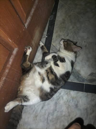 Adorable male cat for adoption.