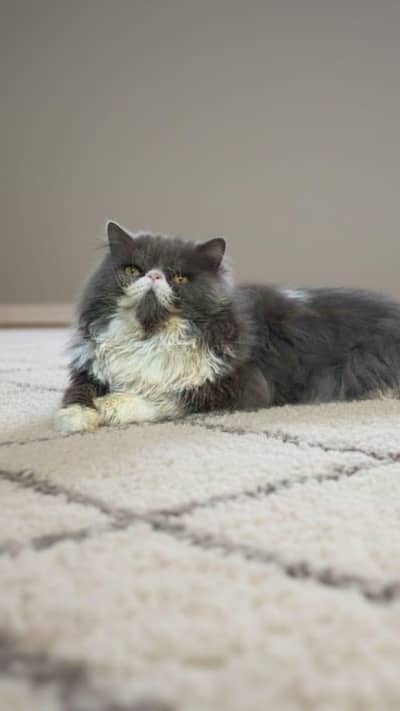 Peki Face Male Cat Available / Piki Male cat
