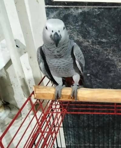 African Grey Parrot cheeks for sale0344%5146%577