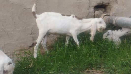 Rajan Puri cross bakra