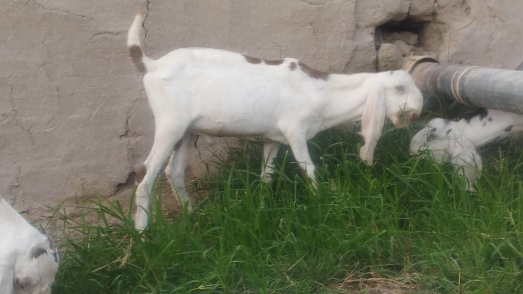 Rajan Puri cross bakra 0
