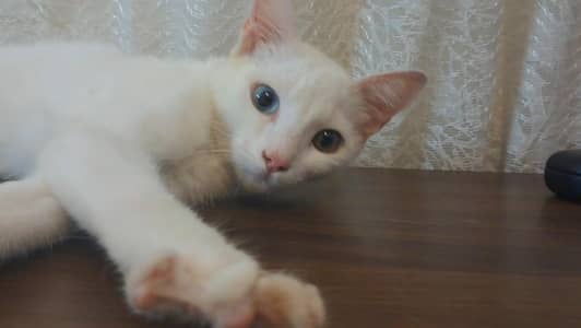 single coat cat (male)for sale . . . urgent