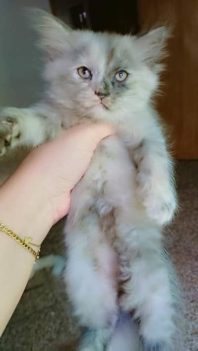 pure triple coated Persian kittens available in lahore